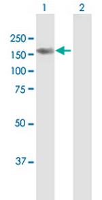 BRPF3 Antibody in Western Blot (WB)