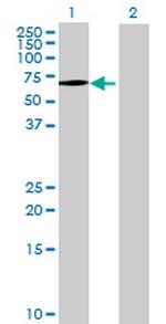 NDOR1 Antibody in Western Blot (WB)