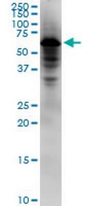 NDOR1 Monoclonal Antibody (5A7)