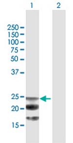 NAAA Polyclonal Antibody, MaxPab™