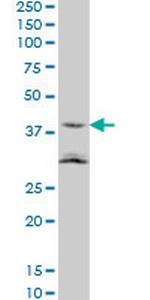 NAAA Monoclonal Antibody (5E3)