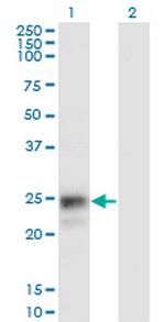 NAAA Monoclonal Antibody (3F4)