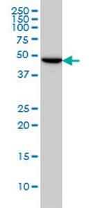 TUBG2 Monoclonal Antibody (4F6)