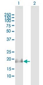 IL17C Polyclonal Antibody, MaxPab™