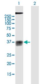 GPR77 Polyclonal Antibody, MaxPab™