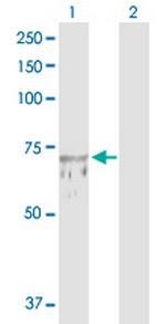 TUBGCP4 Polyclonal Antibody, MaxPab™