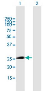 ITGB1BP3 Polyclonal Antibody, MaxPab™