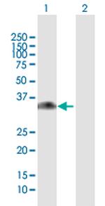 GNMT Polyclonal Antibody, MaxPab™