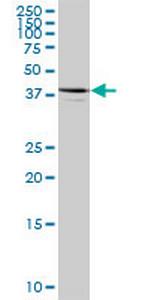 ARFIP1 Polyclonal Antibody, MaxPab™