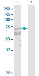 TNFRSF21 Polyclonal Antibody, MaxPab™