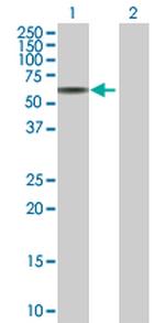 TINAG Polyclonal Antibody, MaxPab™
