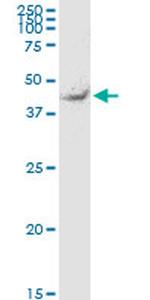 TEKT2 Antibody in Western Blot (WB)