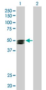 SMPDL3B Polyclonal Antibody, MaxPab™