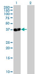 PDLIM3 Polyclonal Antibody, MaxPab™