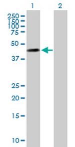 MOCS3 Polyclonal Antibody, MaxPab™