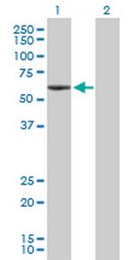 ANGPTL3 Polyclonal Antibody, MaxPab™