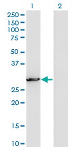 PCSK1N Monoclonal Antibody (1E9)