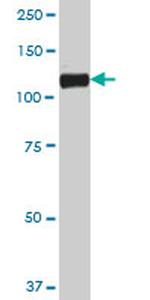 CDH19 Antibody in Western Blot (WB)