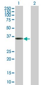 REM1 Polyclonal Antibody, MaxPab™