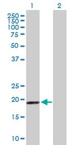 MRPS28 Polyclonal Antibody, MaxPab™