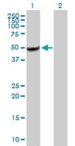 BZW2 Polyclonal Antibody, MaxPab™