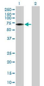 FLVCR1 Polyclonal Antibody, MaxPab™