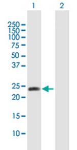 METTL11A Polyclonal Antibody, MaxPab™