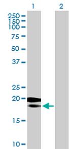 MRPL18 Polyclonal Antibody, MaxPab™