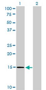 NXT1 Monoclonal Antibody (4F11)