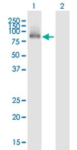 BRD7 Polyclonal Antibody, MaxPab™