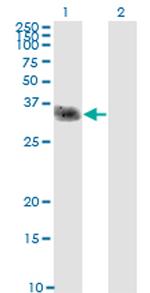 CLEC2D Antibody in Western Blot (WB)