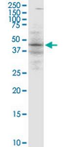 BLNK Monoclonal Antibody (1D7)