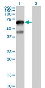 TFCP2L1 Polyclonal Antibody, MaxPab™