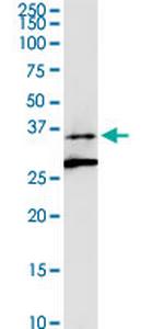 ALG5 Polyclonal Antibody, MaxPab™