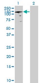 ANAPC2 Polyclonal Antibody, MaxPab™