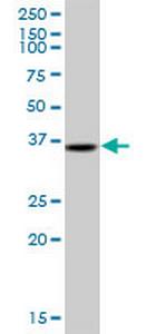 TRA2A Polyclonal Antibody, MaxPab™