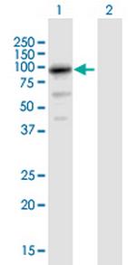 HCFC2 Polyclonal Antibody, MaxPab™