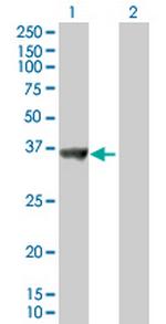 SNX11 Polyclonal Antibody, MaxPab™