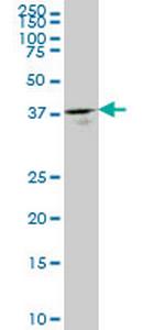 GMPPB Monoclonal Antibody (2B5)
