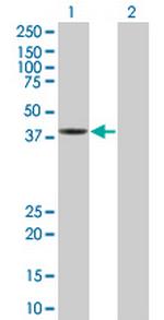 GMPPA Polyclonal Antibody, MaxPab™