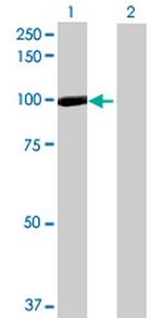 ANAPC4 Polyclonal Antibody, MaxPab™