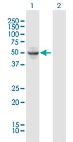 OKL38 Polyclonal Antibody, MaxPab™