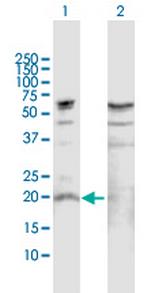 IL19 Polyclonal Antibody, MaxPab™