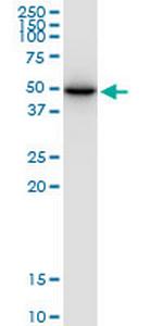 SLC25A24 Polyclonal Antibody, MaxPab™