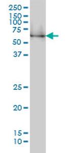 NRBP1 Monoclonal Antibody (2B4)