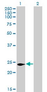 C16orf5 Polyclonal Antibody, MaxPab™