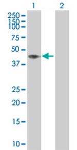NRBF2 Polyclonal Antibody, MaxPab™