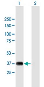 NRBF2 Antibody in Western Blot (WB)