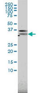 PILRA Monoclonal Antibody (3C2)