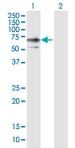 ERO1L Polyclonal Antibody, MaxPab™